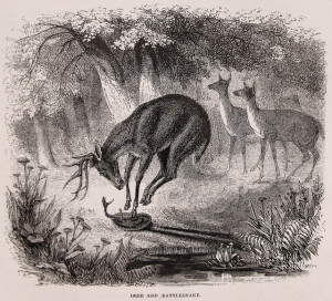 rattledeer